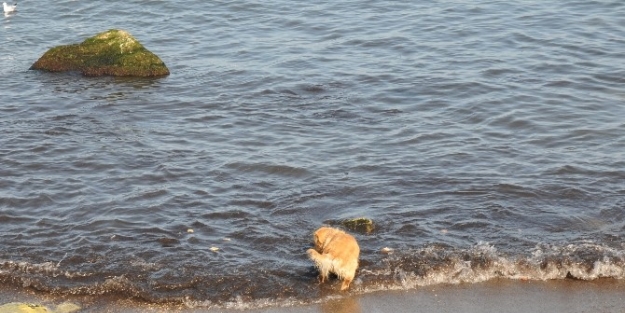 Akçakoca’da Bahar Havası