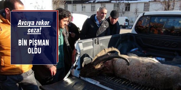 Dağ keçisi öldüren avcılar bin pişman oldu!