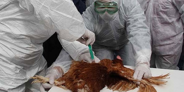 Kuş gribi hortladı