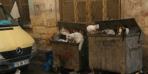 Sokak Kedilerinin Yemek Mücadelesi