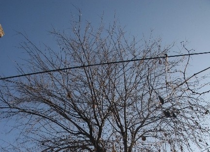 Kilis’teki Kabak Ağacı Görenleri Şaşirtiyor