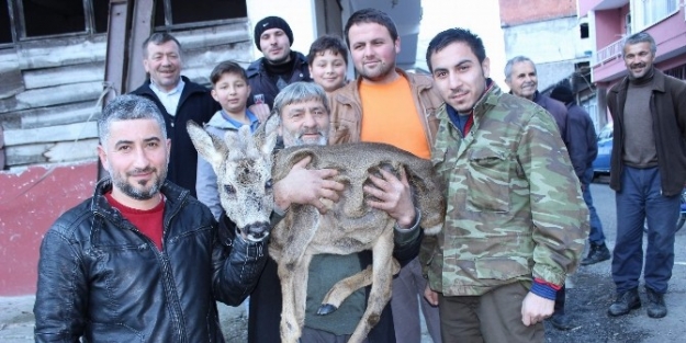 Yaralı Yavru Karacayı Köpeklerden Köylüler Kurtardı