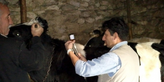 Müdür Ender Muhammed Gümüş: Kütahya’da Şap Aşı Kampanyası Amacına Ulaşmıştır