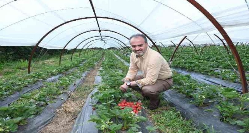 Bursalı çiftçinin hasat bayramı