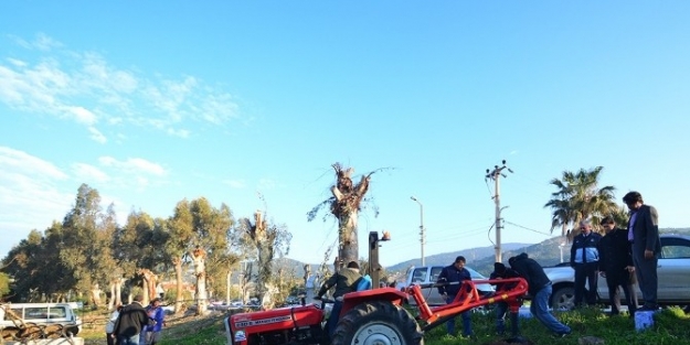 Daha Yeşil Bir Foça İçin 500 Çinar