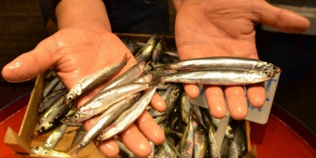Balık Fiyatları Düşüşte