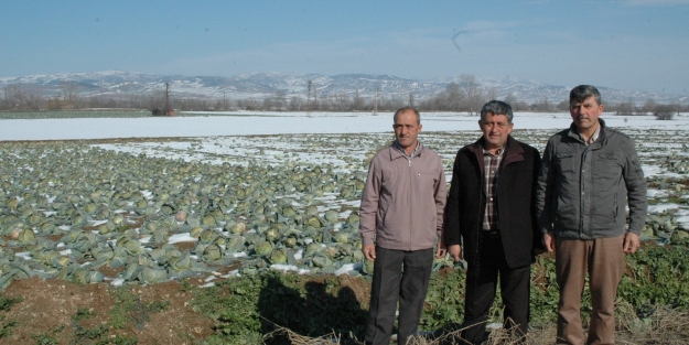 Kar kış sebzelerine yaradı