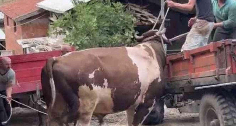 Bursa'da öfkeli boğayı zor zapt ettiler