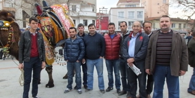 Burhaniye’de Güreş Develeri Görücüye Çikti