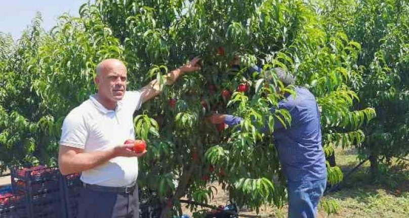 Bursa'da şeftali hasadı başladı! 40 bin ton rekolte bekleniyor