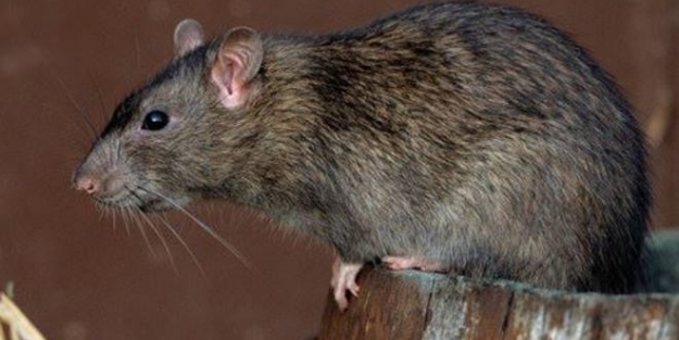 Şehri fareler bastı!