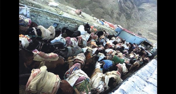 İdamlık 97 katır Türkiye'den kaçtı!