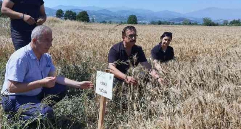 Bursa'da tarlaya 14 çeşit hububat ekildi! Sonuç başarılı