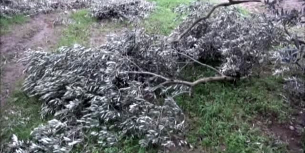 Bursa'da zeytini kar vurdu!