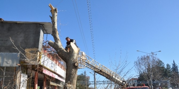 Gölbaşı Belediyesi İlçedeki Ağaçları Buduyor