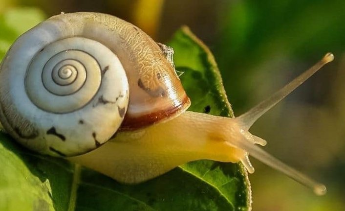 Florida'da salyangoz istilası: Bölge karantinaya alındı