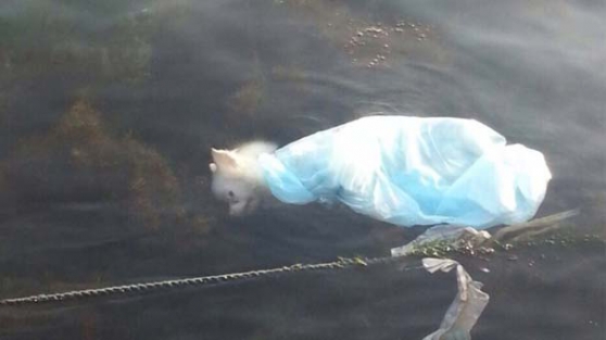 Denizde görenler şok oldu