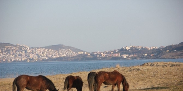 Sinop Sahilinde Keyif Süren “yılkı” Atları