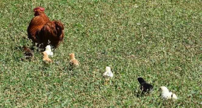 Bursa'da annesi köpekler tarafından telef edilen civcivlere horoz annelik yapıyor