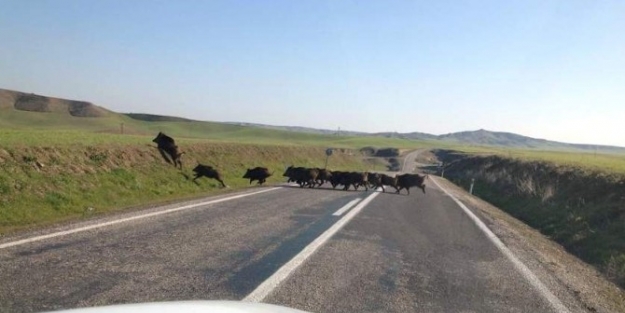 Samsat Karayolunda Domuz Sürüsü Görüldü