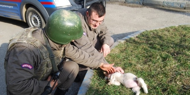 Annesini Kaybeden Yavru Köpeğe Jandarma’dan Şefkat Eli