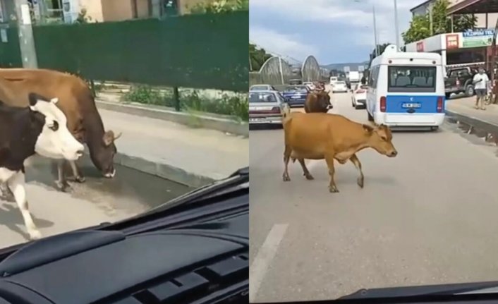 Bursa'da ana yola inen inekler sürücülerine zor anlar yaşattı