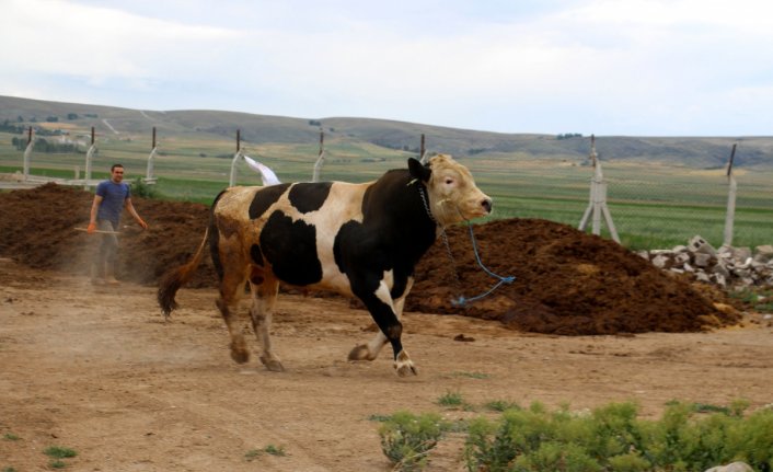 Bir ton 220 kilogram ağırlığındaki dev tosun, 72 bin 500 liraya alıcısını buldu!