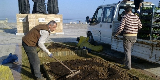 Akçakoca  Çuha Çiçeği İle Döşeniyor