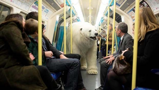 Metrodaki kutup ayısı yolcuları şok etti