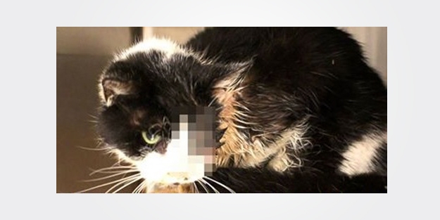 Gömüldükten 5 gün sonra çıkıp gelince...