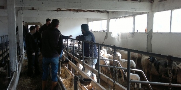 Koyunların Telef Olduğu Köy Karantina Altına Alındı