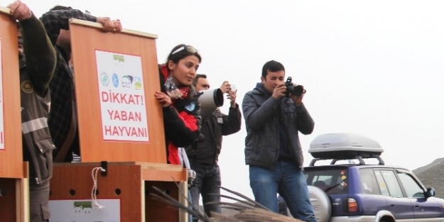 Zehirlenen Akbabalar Doğaya Bırakıldı