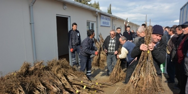 Yuntdağlı Çiftçilere 3 Bin Ceviz Fidanı Dağıtıldı