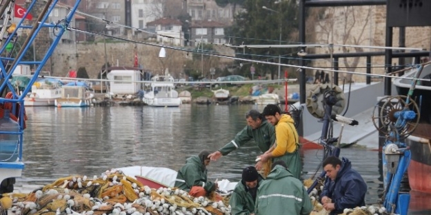 Sinop Limanı’nda “oksail” Avı