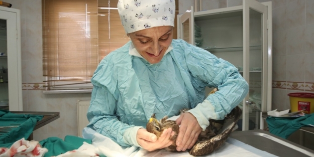 Kanadı kırılan Şahin tedavi edildi