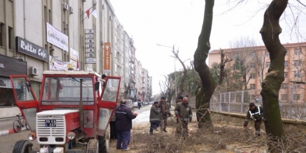 Kırklareli’nde Ağaçlara Bakım Ve Budama Çalişmasi Yapılıyor