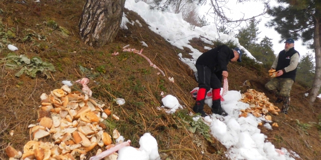 Hamsi Festivali'nin artıkları yaban hayvaları için dağıtıldı