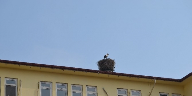 Leylekler Iğdir’a Erken Geldi