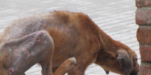 ’uyuz Köpekler’ İnsan Sağlığını Tehdit Ediyor