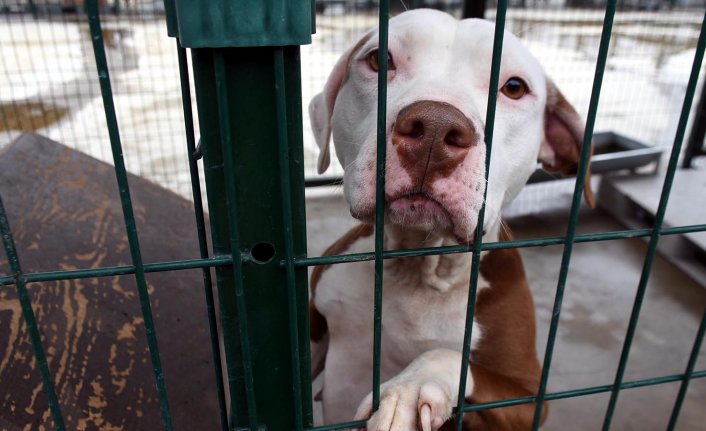 Yasaklanan Köpek Irkları Kurultayı sonuç bildirgesi yayımlandı: "Psikolojik test zorunlu olsun"