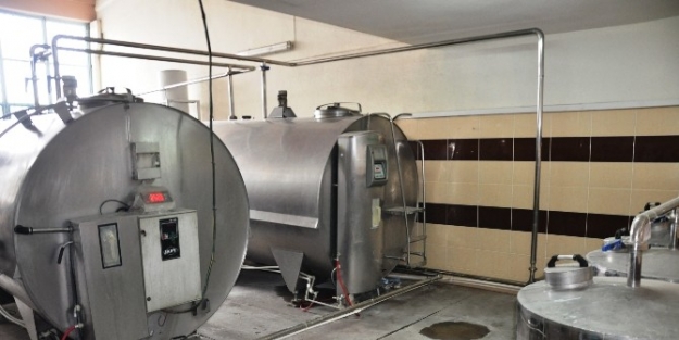 Zile’de 33 Köyden Günlük 5 Ton Süt Toplanıyor
