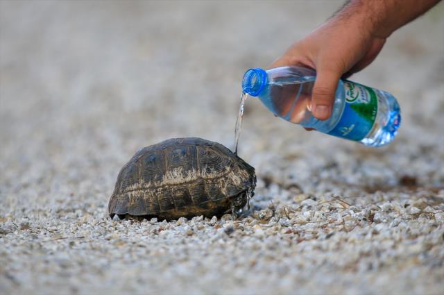 Marmaris'teki orman yangını kontrol altına alındı!