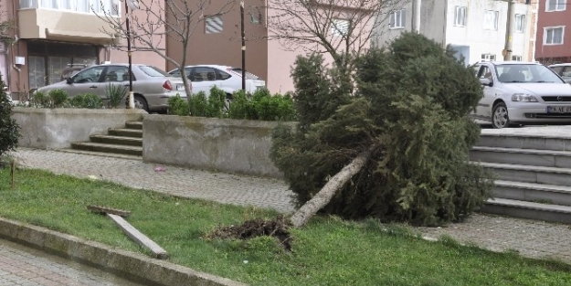 MURATLI’DA FIRTINA AĞAÇLARI KÖKÜNDEN SÖKTÜ