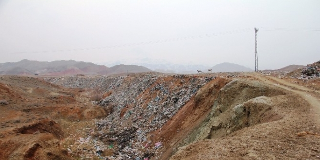 IĞDIR’DA YABAN HAYVANLAR İÇİN DOĞAYA YEM BIRAKILDI