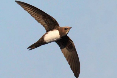 AK Partililerin sesini bakın neye benzetti!