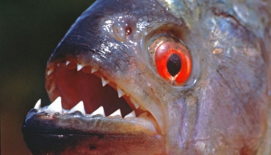 6 yaşındaki çocuğu piranalar parçaladı