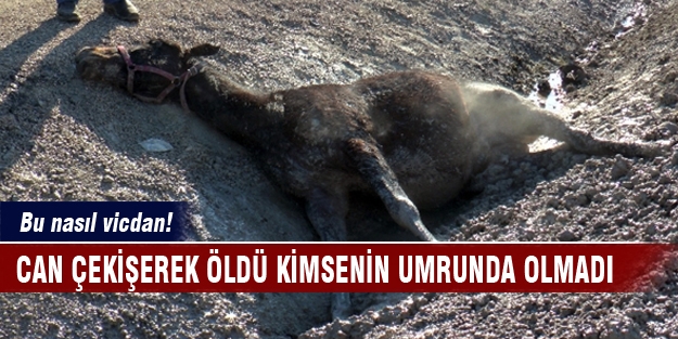 Can çekişerek öldü kimsenin umurunda olmadı!