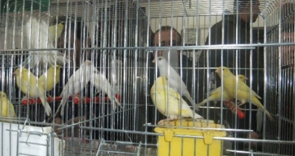 Kanaryalar Bursa'da görücüye çıktı