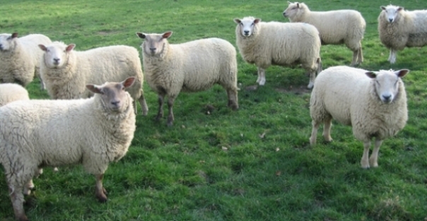 Koyunları otlatırken kaybolan kadın bulundu