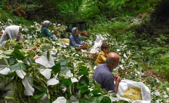 Bursa'nın dünyaca ünlü ıhlamur ormanlarında hasat başladı